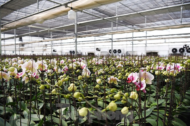 hoa tết, mê linh, hà nội, hoàng anh tuấn, thủ đô, nông dân, hạ lôi - ảnh 11