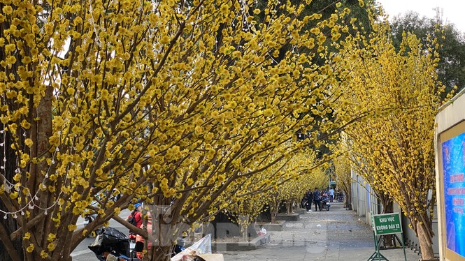 Có một ngày Tết thôn quê giữa lòng Sài Gòn - ảnh 3