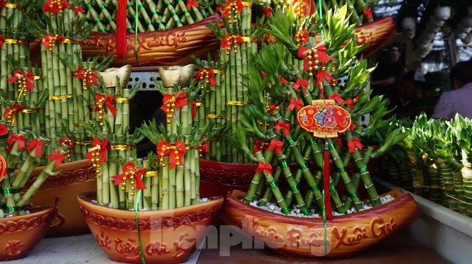 Bưởi diễn vượt hàng nghìn cây số vào Nam, người Sài Gòn ký tên lên chậu đặt trước - ảnh 12