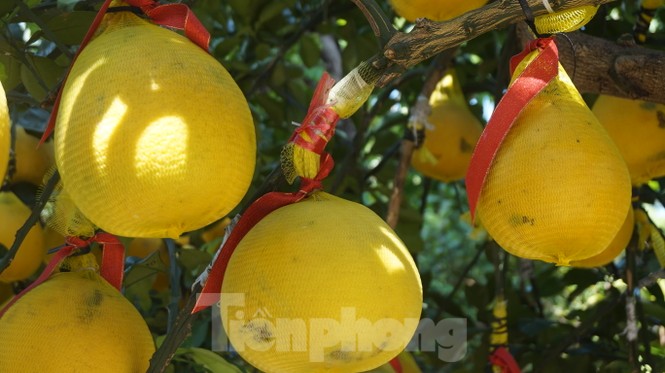 Bưởi diễn vượt hàng nghìn cây số vào Nam, người Sài Gòn ký tên lên chậu đặt trước - ảnh 1