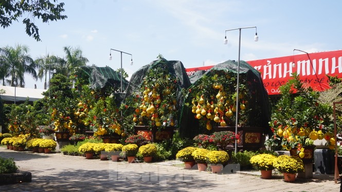 Bưởi diễn vượt hàng nghìn cây số vào Nam, người Sài Gòn ký tên lên chậu đặt trước - ảnh 7