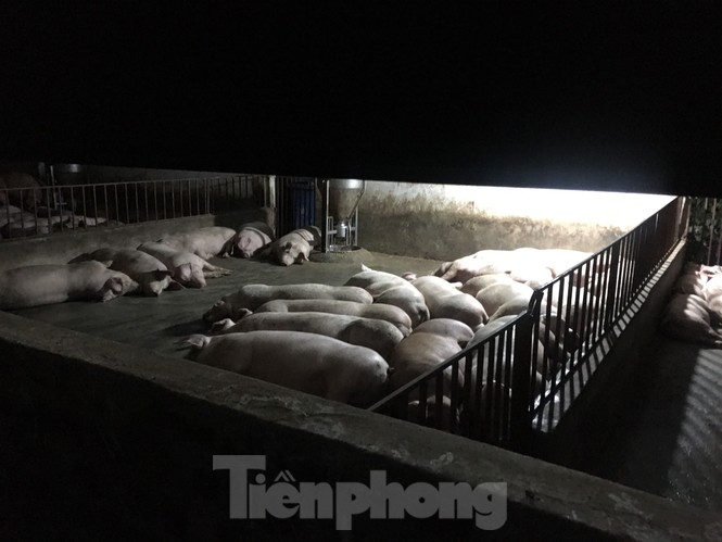 Chuồng lợn “bức tử” khu dân cư - ảnh 1