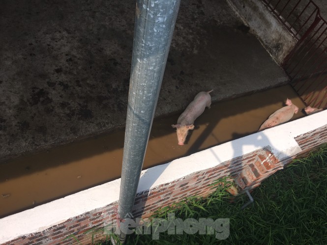 Chuồng lợn “bức tử” khu dân cư - ảnh 3