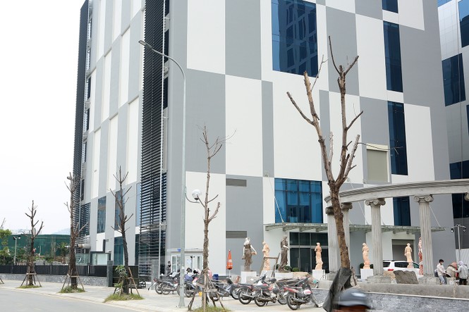Hàng loạt cây trồng chết khô trên trục đường Cầu Giấy - Dương Đình Nghệ - ảnh 9