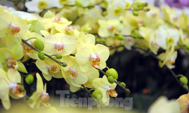 1.200 cành lan khoe sắc không gian Đại hội Hội LHTN Việt Nam lần thứ VIII - ảnh 5