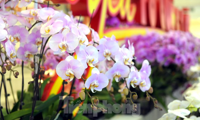 1.200 cành lan khoe sắc không gian Đại hội Hội LHTN Việt Nam lần thứ VIII - ảnh 3