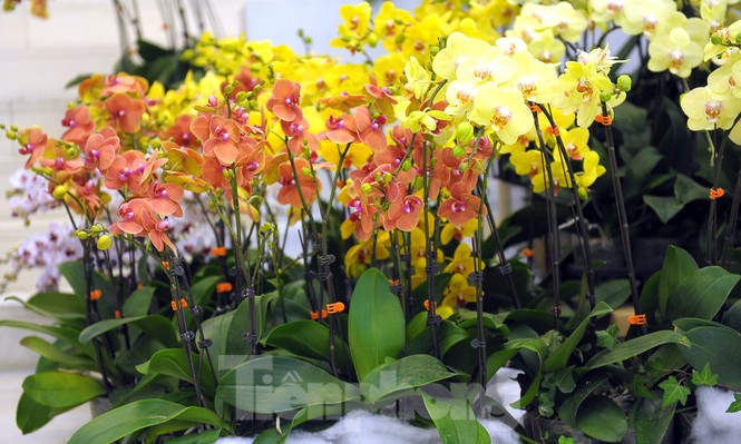 1.200 cành lan khoe sắc không gian Đại hội Hội LHTN Việt Nam lần thứ VIII - ảnh 6