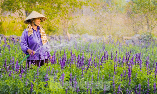 Cánh đồng hoa Nữ hoàng xanh như trời Âu giữa Hà Nội - ảnh 9