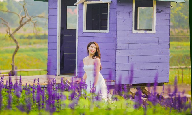 Cánh đồng hoa Nữ hoàng xanh như trời Âu giữa Hà Nội - ảnh 3