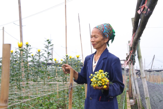 Người dân làng Tây Tựu phấn khởi vì giá hoa 'hồi sinh' - ảnh 16