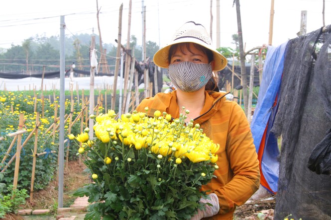 Người dân làng Tây Tựu phấn khởi vì giá hoa 'hồi sinh' - ảnh 3