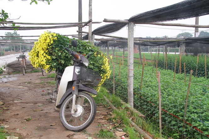 Người dân làng Tây Tựu phấn khởi vì giá hoa 'hồi sinh' - ảnh 5