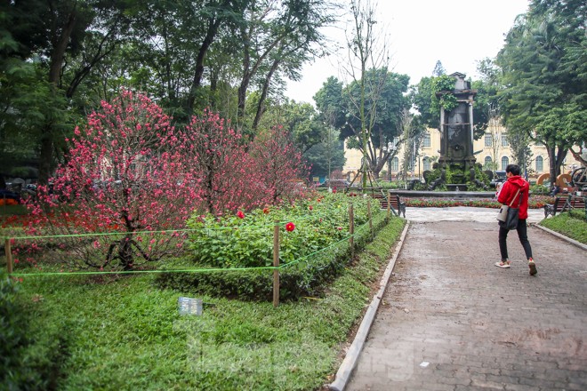 Đường phố Hà Nội trang hoàng đón Tết Canh Tý 2020 - ảnh 10