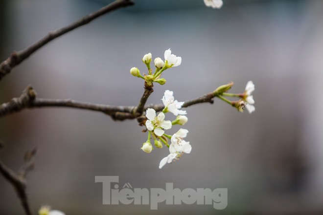 Hoa lê rừng tiền triệu hút khách Thủ đô sau Tết - ảnh 10