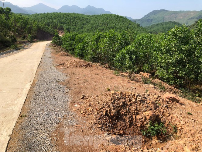 Kỳ lạ, hàng cây tiền tỷ “tự mọc” trong khuôn viên dự án ở Quảng Ninh - ảnh 5