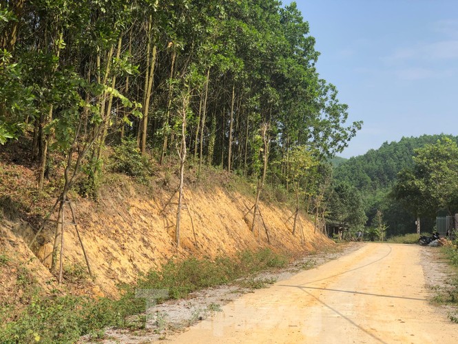 Vụ hàng cây tiền tỷ