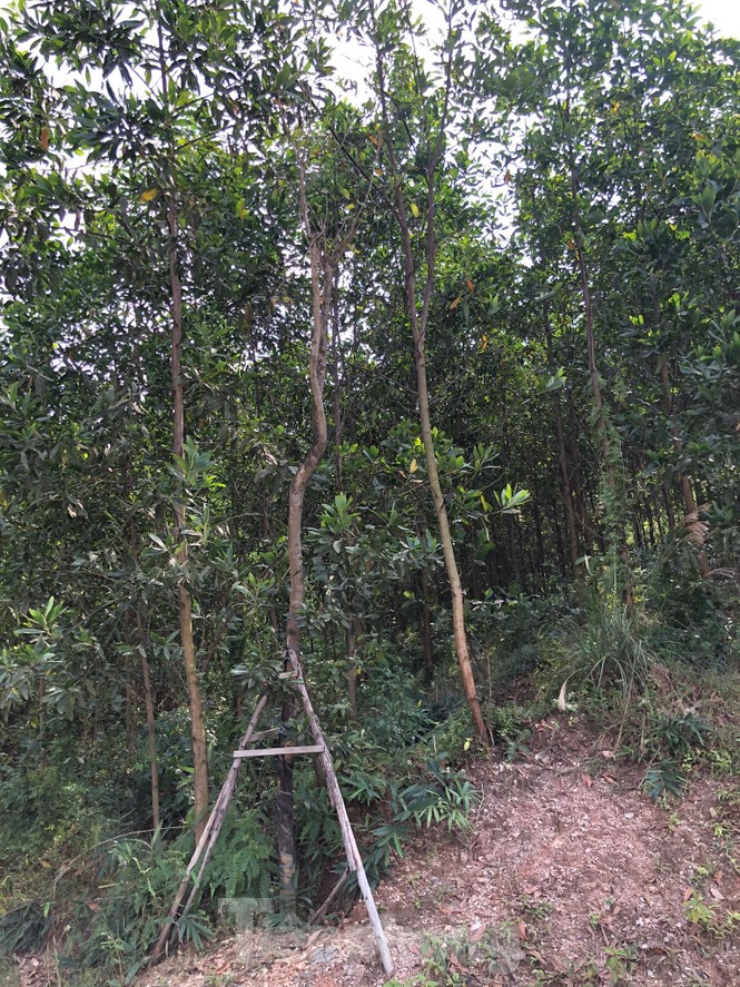 Kỳ lạ, hàng cây tiền tỷ “tự mọc” trong khuôn viên dự án ở Quảng Ninh - ảnh 7