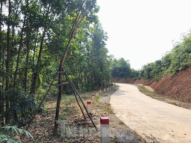 Kỳ lạ, hàng cây tiền tỷ “tự mọc” trong khuôn viên dự án ở Quảng Ninh - ảnh 1