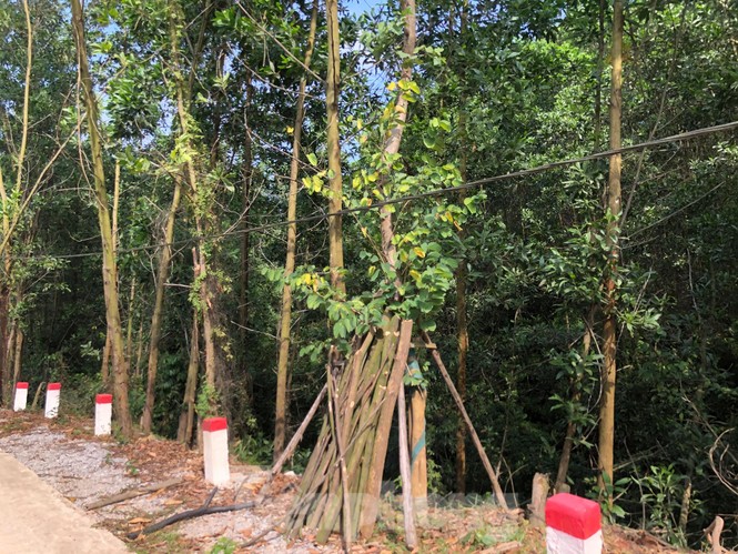 Vụ hàng cây tiền tỷ