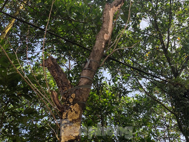 Vụ hàng cây tiền tỷ