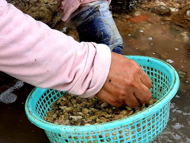 Theo chân người dân Đồ Sơn đi gõ hà biển những ngày cuối năm - ảnh 11
