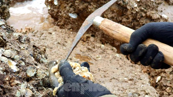 Theo chân người dân Đồ Sơn đi gõ hà biển những ngày cuối năm - ảnh 8