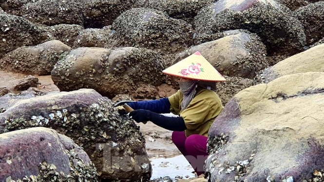Theo chân người dân Đồ Sơn đi gõ hà biển những ngày cuối năm - ảnh 4