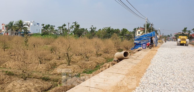 Nhà thầu hỗ trợ 20 triệu đồng cho hơn 1.000 cây đào bị bụi phủ trắng xóa - ảnh 3
