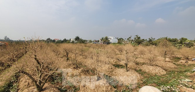Nhà thầu hỗ trợ 20 triệu đồng cho hơn 1.000 cây đào bị bụi phủ trắng xóa - ảnh 4