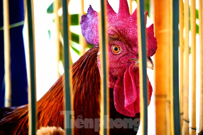 Độc đáo cuộc thi