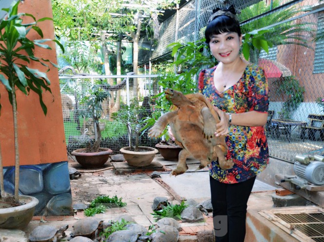 Đến chơi với đàn rùa Voi Vàng được yêu chiều hiếm thấy - ảnh 2