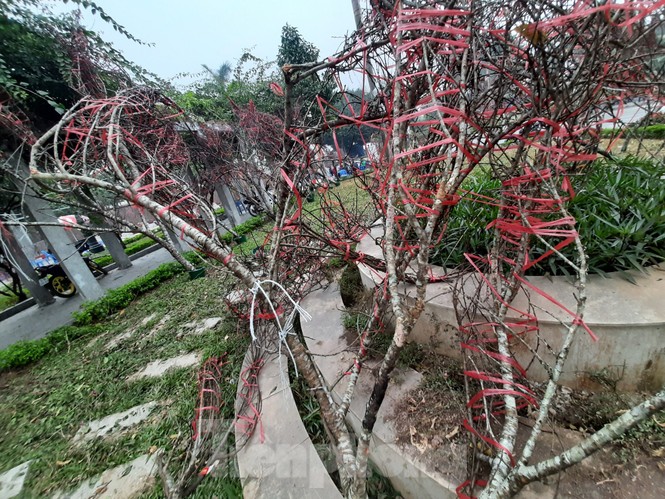 Cận cảnh xe đào dán tem đầu tiên từ Sơn La xuống Hà Nội - ảnh 1