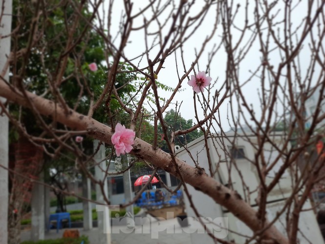 Cận cảnh xe đào dán tem đầu tiên từ Sơn La xuống Hà Nội - ảnh 6