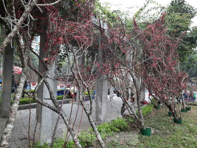 Cận cảnh xe đào dán tem đầu tiên từ Sơn La xuống Hà Nội - ảnh 5