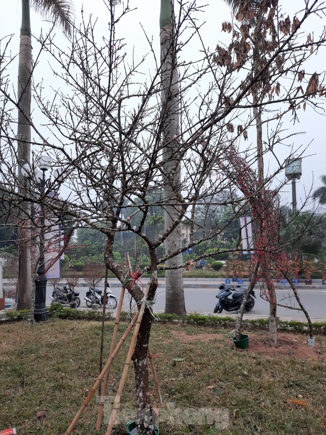 Cận cảnh xe đào dán tem đầu tiên từ Sơn La xuống Hà Nội - ảnh 4