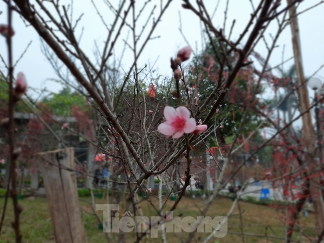 Cận cảnh xe đào dán tem đầu tiên từ Sơn La xuống Hà Nội - ảnh 7