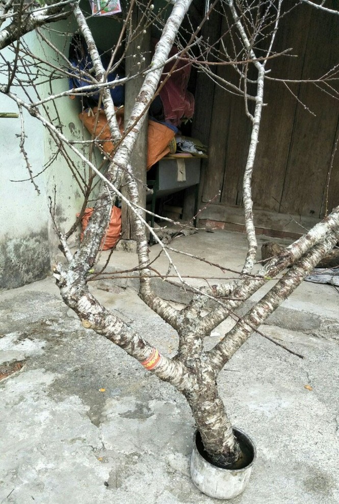 Sơn La nói gì về việc truy xuất nguồn gốc đào rừng khiến hoạt động buôn bán tê liệt? - ảnh 4