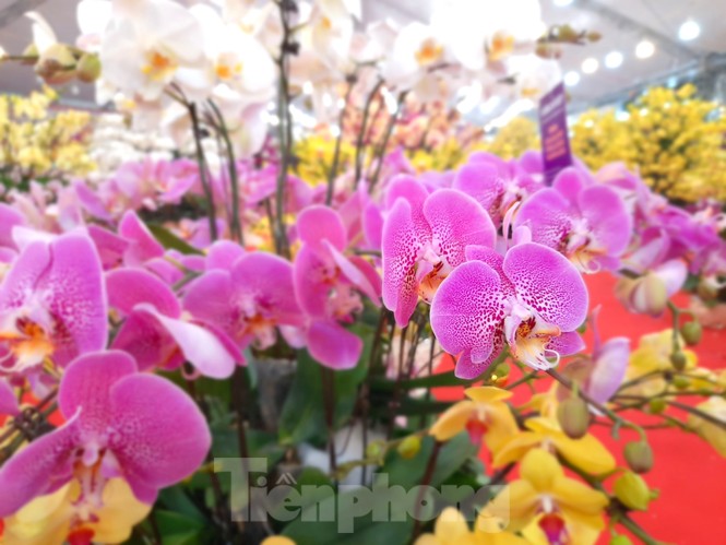 Chậu lan hồ điệp 'khủng' giá 165 triệu có gì đặc biệt? - ảnh 1