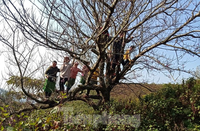 Dân buôn bỏ cuộc, dân vùng cao lo mất Tết vì đào rừng khó về xuôi - ảnh 2