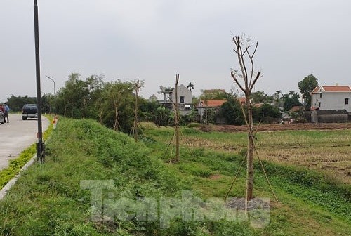Vụ Quản lý Đê Điều chỉ đạo xử lý hành vi ngang nhiên trồng cây lớn cạnh chân đê - ảnh 1