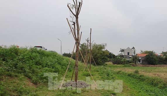 Vụ Quản lý Đê Điều chỉ đạo xử lý hành vi ngang nhiên trồng cây lớn cạnh chân đê - ảnh 2