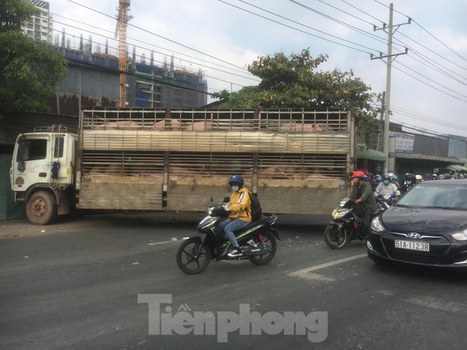 Xe chở 50 con heo tông vào nhà dân khiến quốc lộ 13 kẹt cứng 2km - ảnh 4