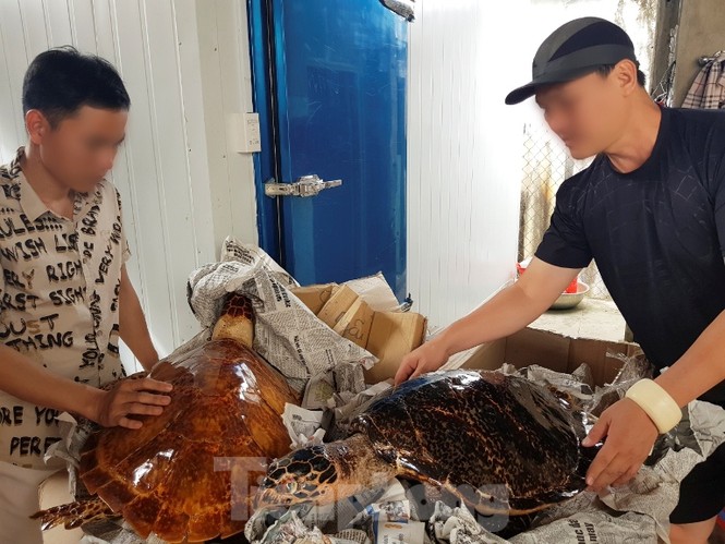 Bắt quả tang vụ buôn bán rùa biển quy mô lớn tuổn qua Trung Quốc - ảnh 1