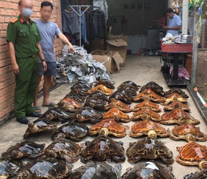 Bắt quả tang vụ buôn bán rùa biển quy mô lớn tuổn qua Trung Quốc - ảnh 3