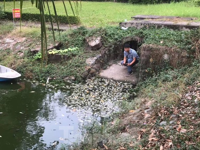 Đã xác định được nguồn gốc cá chết trắng kênh ở Bình Dương - ảnh 3