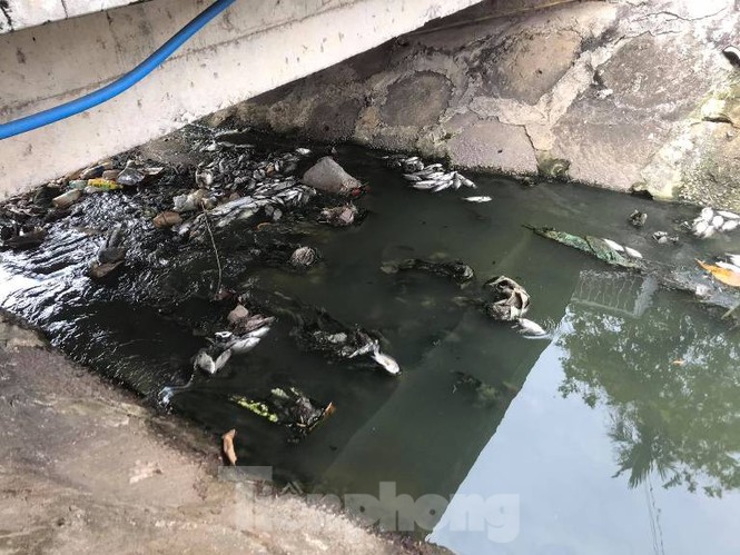 Cá chết trắng kênh gần khu bảo tàng ở Bình Dương - ảnh 4