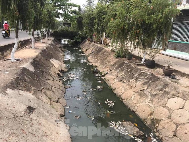 Cá chết trắng kênh gần khu bảo tàng ở Bình Dương - ảnh 3