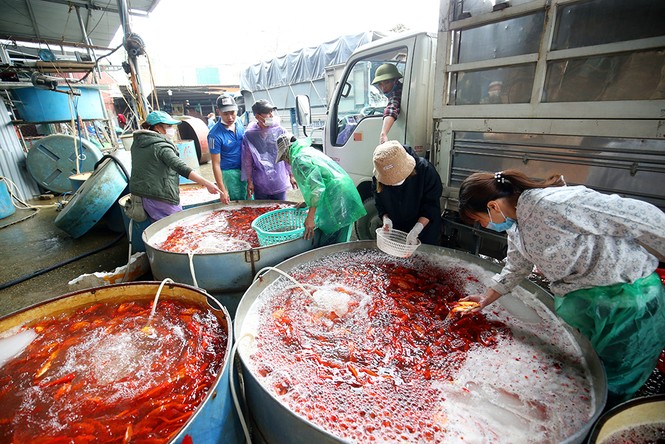 Tấp nập chợ cá lớn nhất Hà Nội trước ngày ông Công ông Táo - ảnh 10
