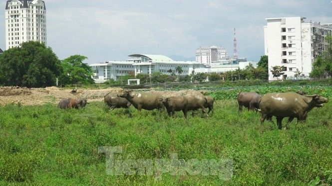 ‘Rùa bò’ tại đại dự án 100 tỷ xây quảng trường, công viên cây xanh lớn nhất TT-Huế - ảnh 2