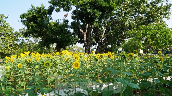 Huế mở cửa chốn 'bồng lai tiên cảnh' cho khách tham quan miễn phí - ảnh 8